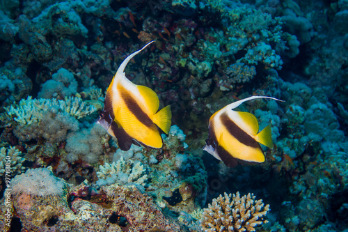 Colorful Fish and corals On Reef  in red sea