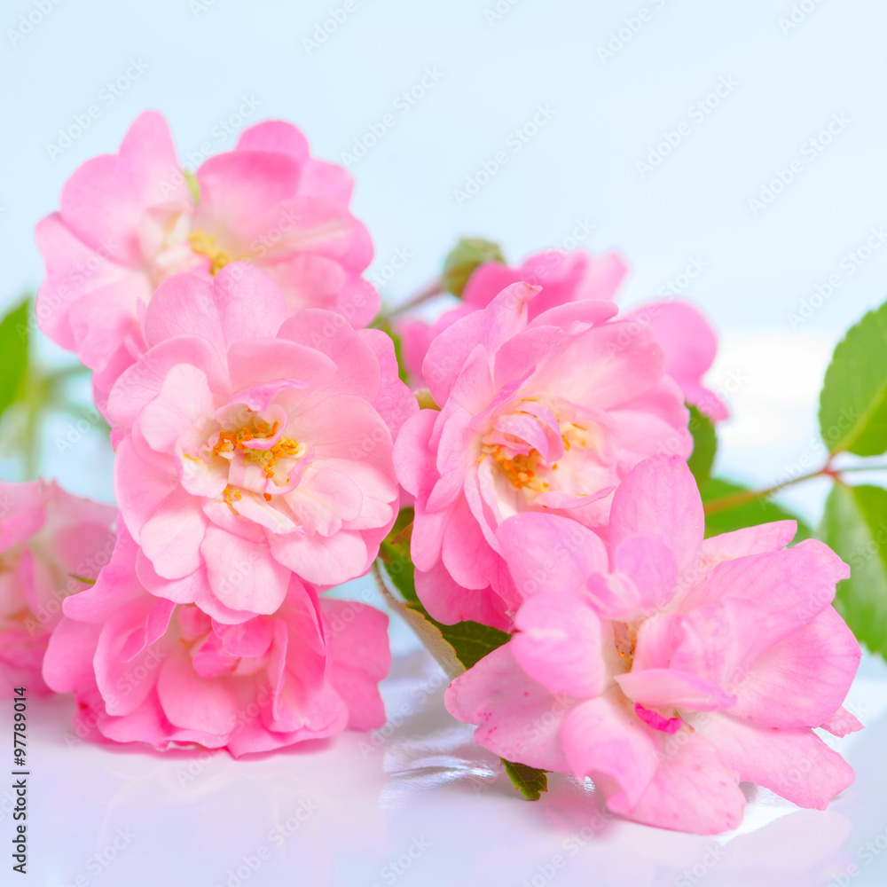 beautiful bouquet of delicate pink rose on blue background, clos