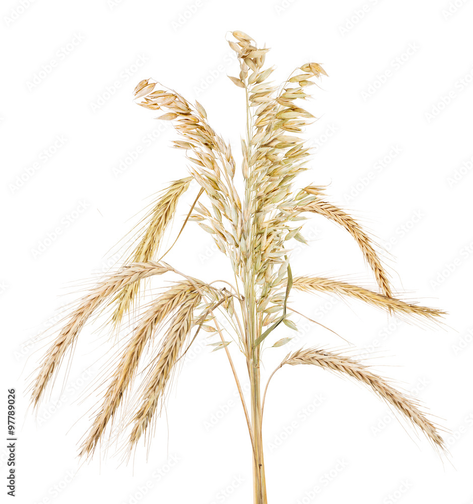 Fototapeta premium bunch of isolated oat and rue ears
