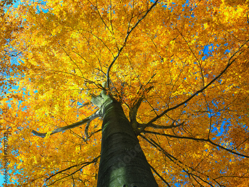 Colorful autumn tree in forest