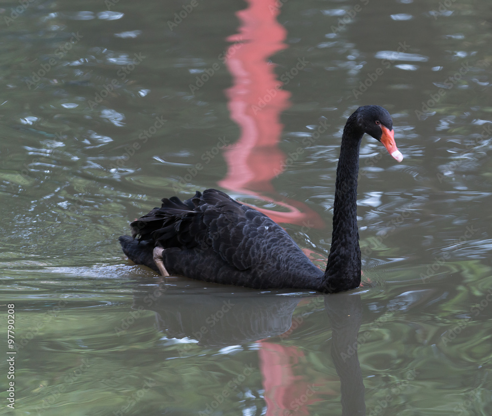 Naklejka premium swan