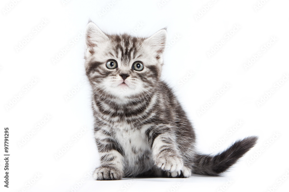 British striped gray kitten (isolated on white)