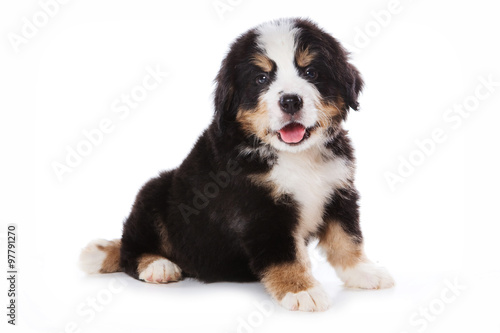 Bernese Mountain Dog puppy sitting and looking at the camera (isolated on white)