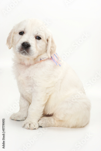 golden retriever puppy (isolated on white)