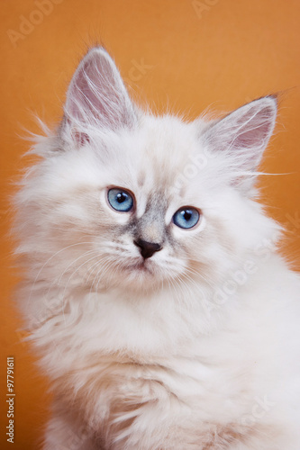 White kitten with blue eyes on an orange background