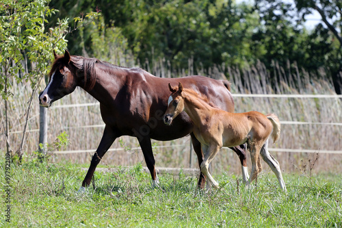 Mother horse and her filly galloping on meadow