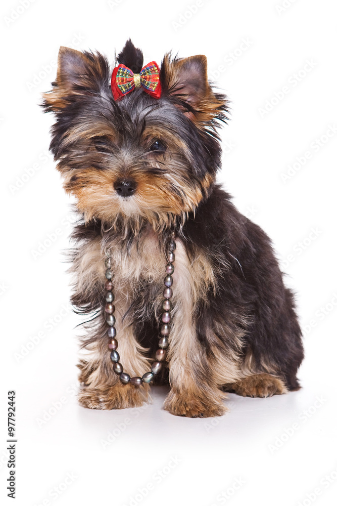 Yorkshire Terrier puppy sitting and looking at the camera (isolated on white) Yorkshire Terrier puppy sitting and looking at the camera (isolated on white)