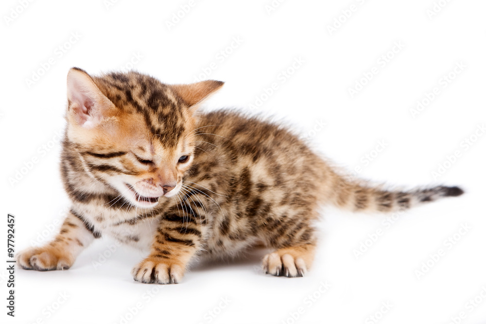 Bengal kitten closed his eyes (isolated on white)