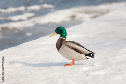 duck on the snow