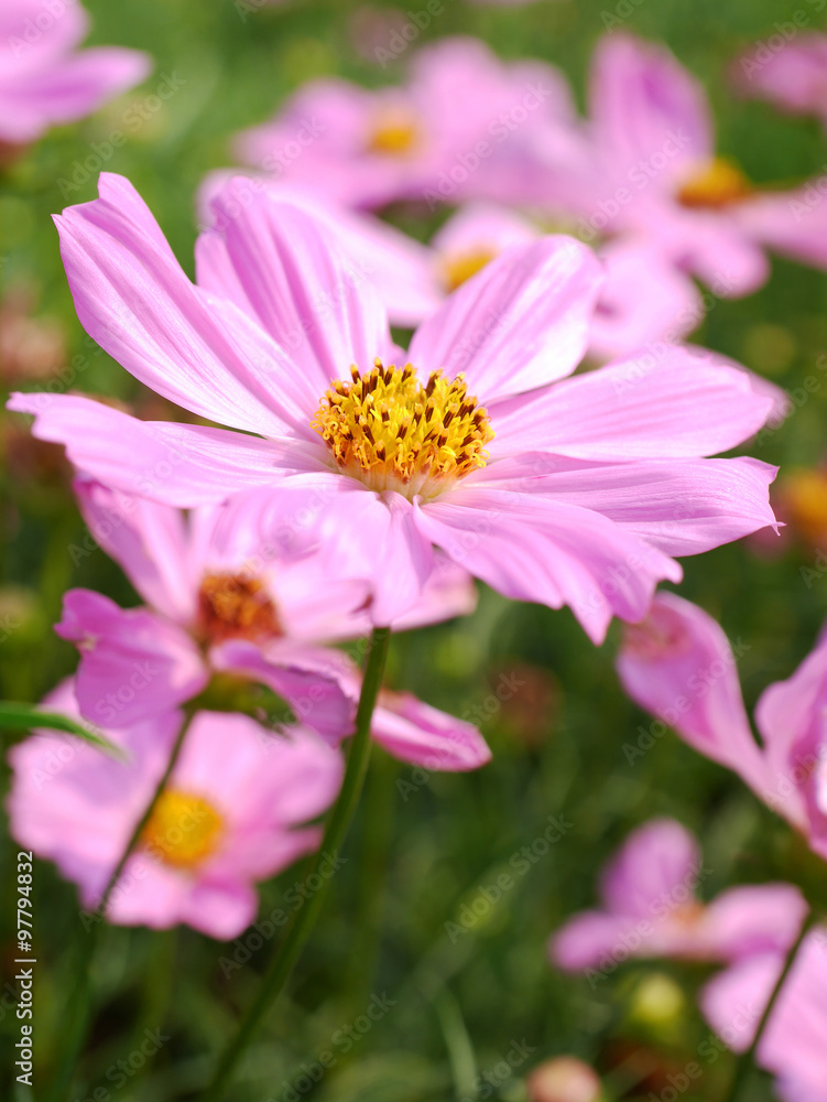 beautiful Sulfur Cosmos flower in background blur beautiful Sulfur Cosmos flower in background blur