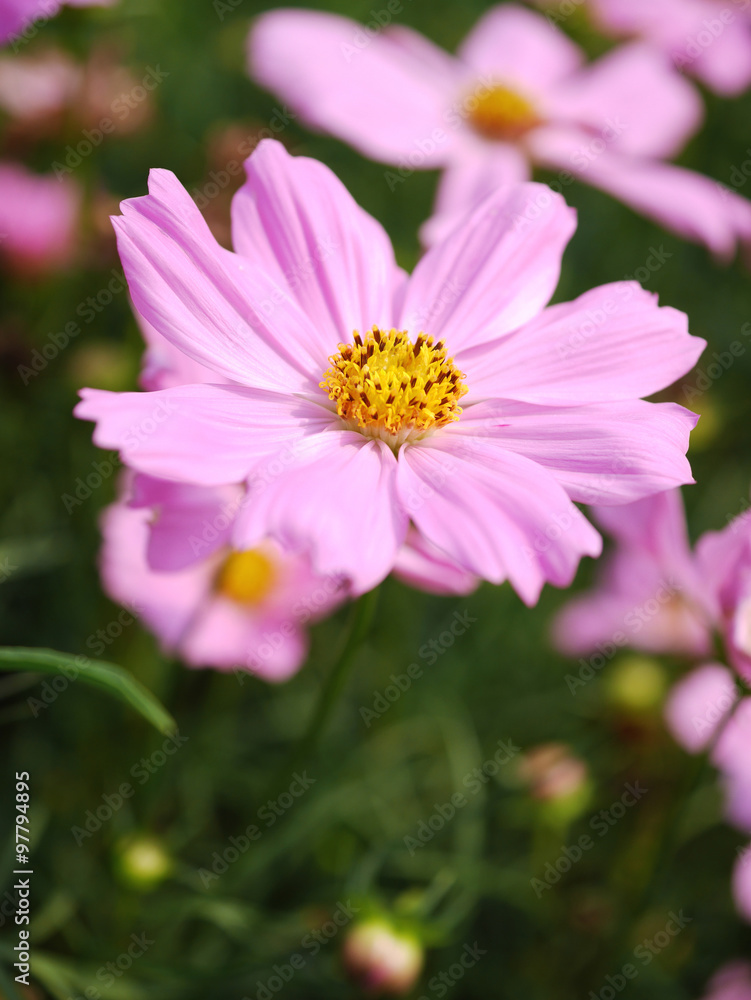 beautiful Sulfur Cosmos flower in background blur beautiful Sulfur Cosmos flower in background blur