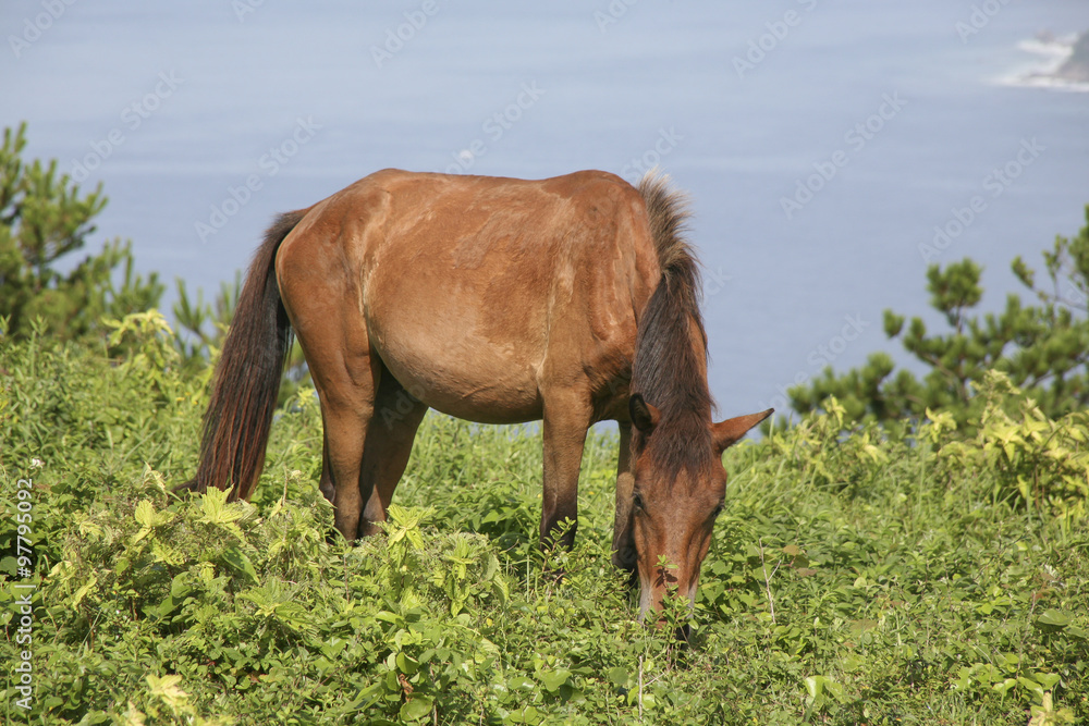 Wild horse in Cape Toi, Miyazaki, Japan.