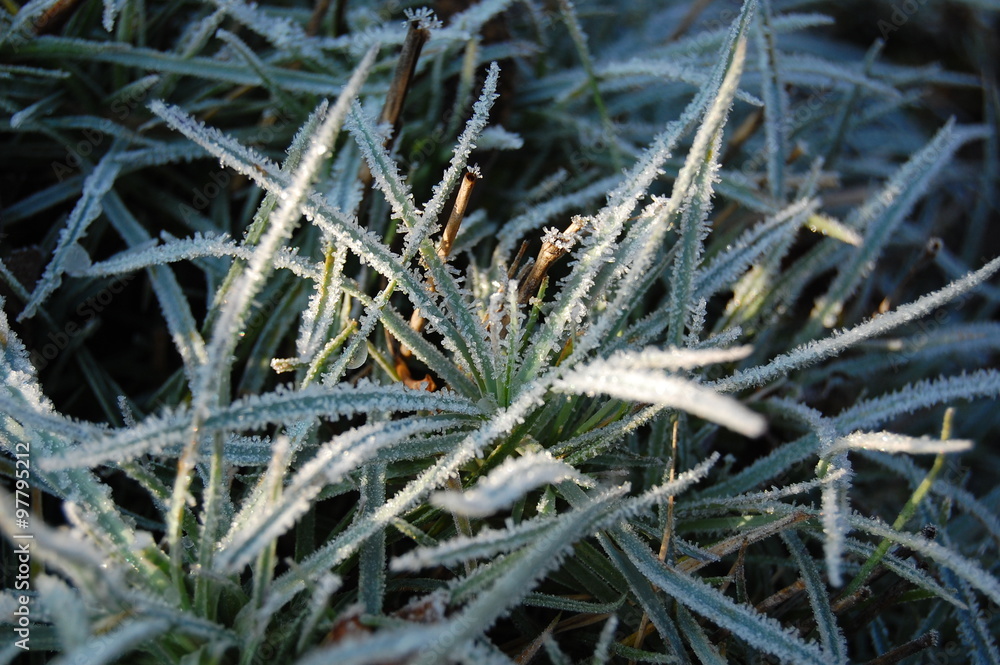 Obraz premium Oszroniona trawa