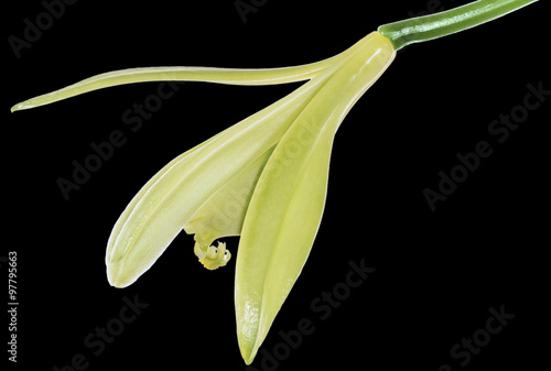 Fototapeta Naklejka Na Ścianę i Meble -  fleur de vanille sur fond noir