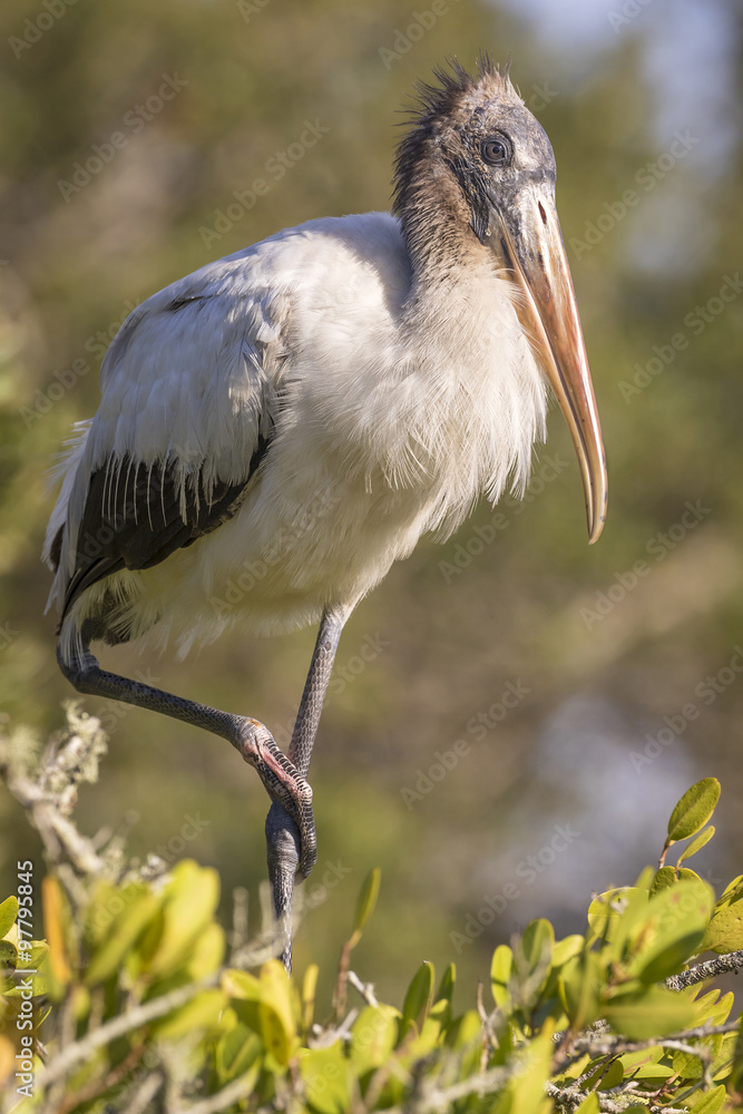 Fototapeta premium Wood Stork Perched on One Leg - Florida