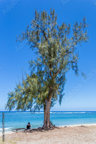 filaos solitaire sur plage de l'Hermitage, île de la Réunion 