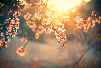 Beautiful nature scene with blooming tree and sun flare