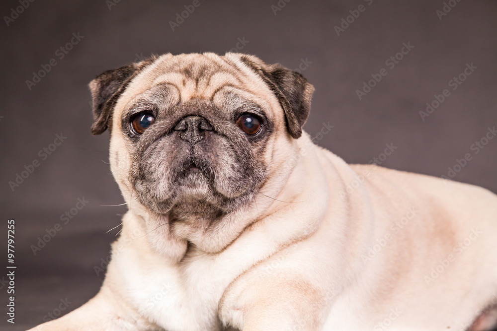 Obraz premium Mops im Studio