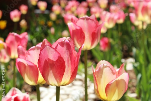 Beautiful tulips in a garden in Ankara  Turkey