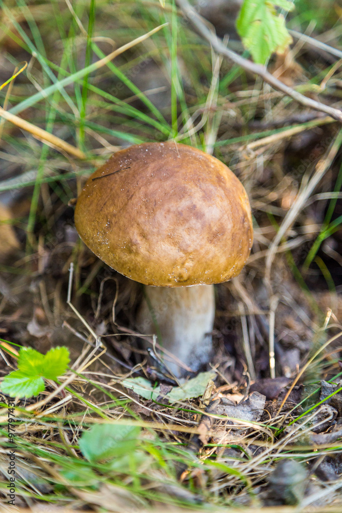 Boletus edulis (White porchini) grows in the forest. Boletus edulis (White porchini) grows in the forest.