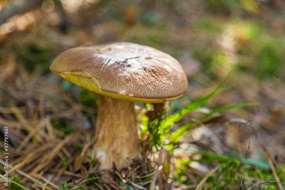 Boletus edulis (White porchini) grows in the forest. Boletus edulis (White porchini) grows in the forest.
