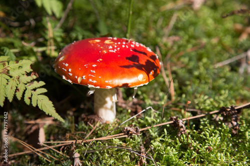 Toadstool mushroom grows in woods.