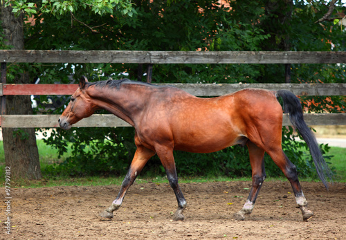 Fotografie Hanoverian horse just before evening in corral