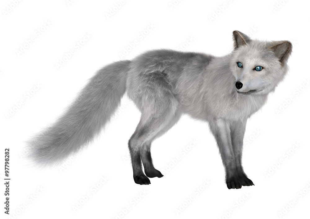 Naklejka premium Arctic Fox on White