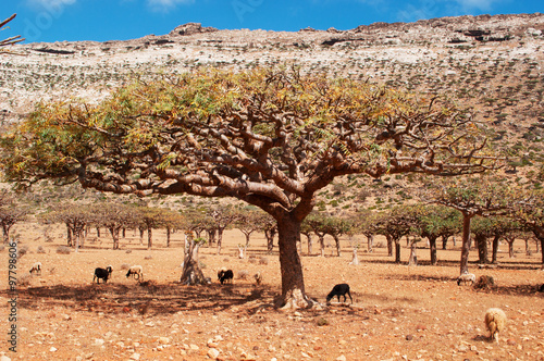 Capre e pecore sotto un albero di Drago nella foresta degli alberi di Drago, area protetta, altopiano Homhil, isola di Socotra, Yemen photo