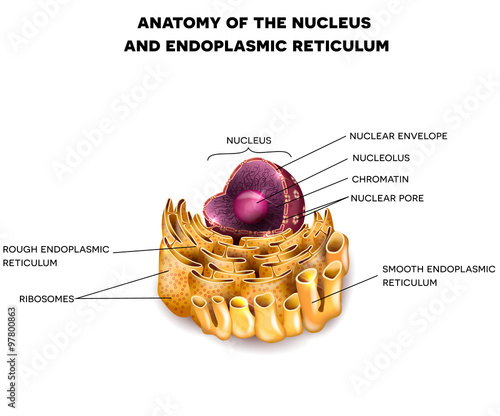 Cell Nucleus and Endoplasmic reticulum detailed anatomy with description photo