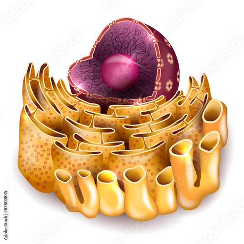 Cell Nucleus and Endoplasmic reticulum