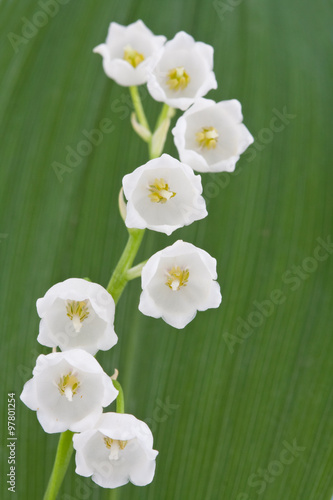 Lily of the valley flowers