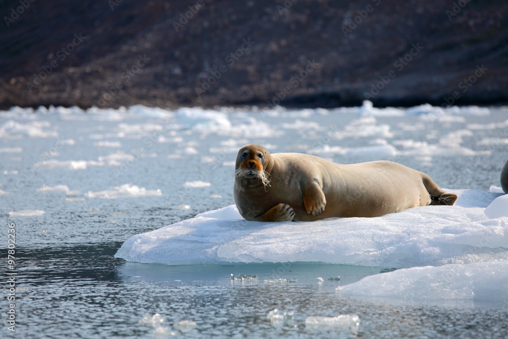 Naklejka premium Bearded seal on fast ice 
