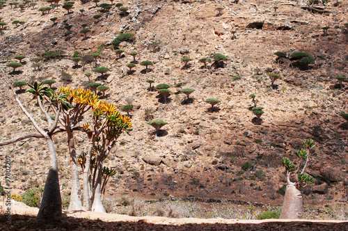 Alberi bottiglia in fiore nella foresta degli alberi di Drago, altopiano Homhil, area protetta, isola di Socotra, Yemen photo