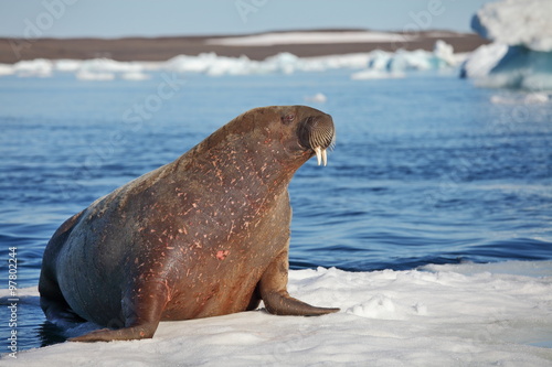 Walrus cow on ice floe 