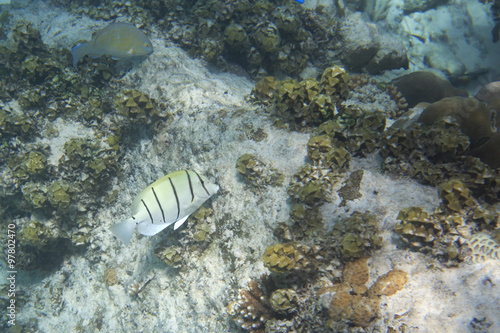 Convict tang is a small surgeonfish in family Acanthuridae