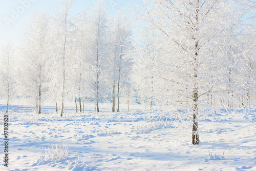 Birch forest in the snow and frost on Christmas