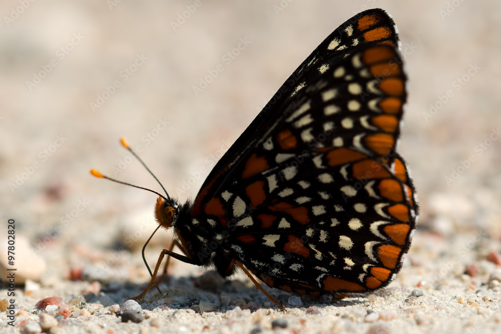 Fototapeta premium Baltimore Checkerspot butterfly.