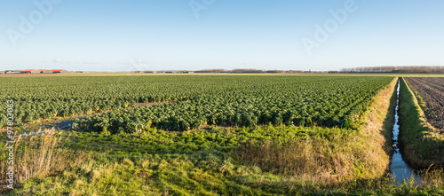 Fototapeta Naklejka Na Ścianę i Meble -  Cultivation of Brussels sprouts on a large field