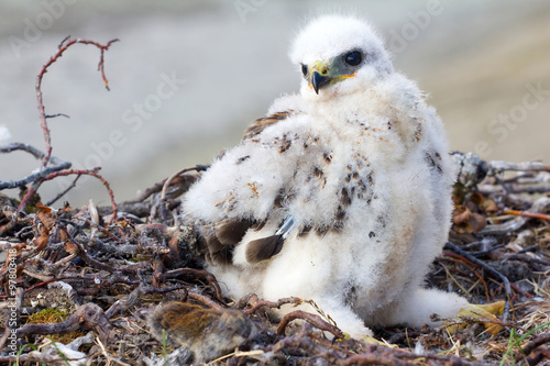 Rough-legged Buzzard (Buteo lagopus) chick in nest and lemming as prey. Novaya Zemlya, Arctic photo