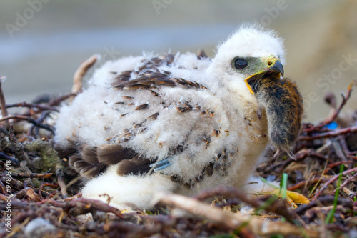 The rough-legged Buzzard chick gulps lemming. Arctic desert of Novaya Zemlya archipelago photo