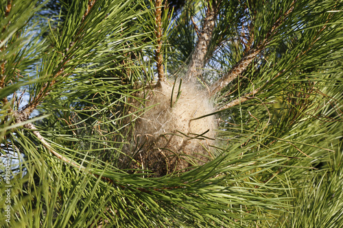 nid de chenilles processionnaires du pin photo