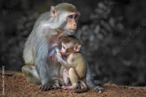 Photography Baby monkey sucking breast milk