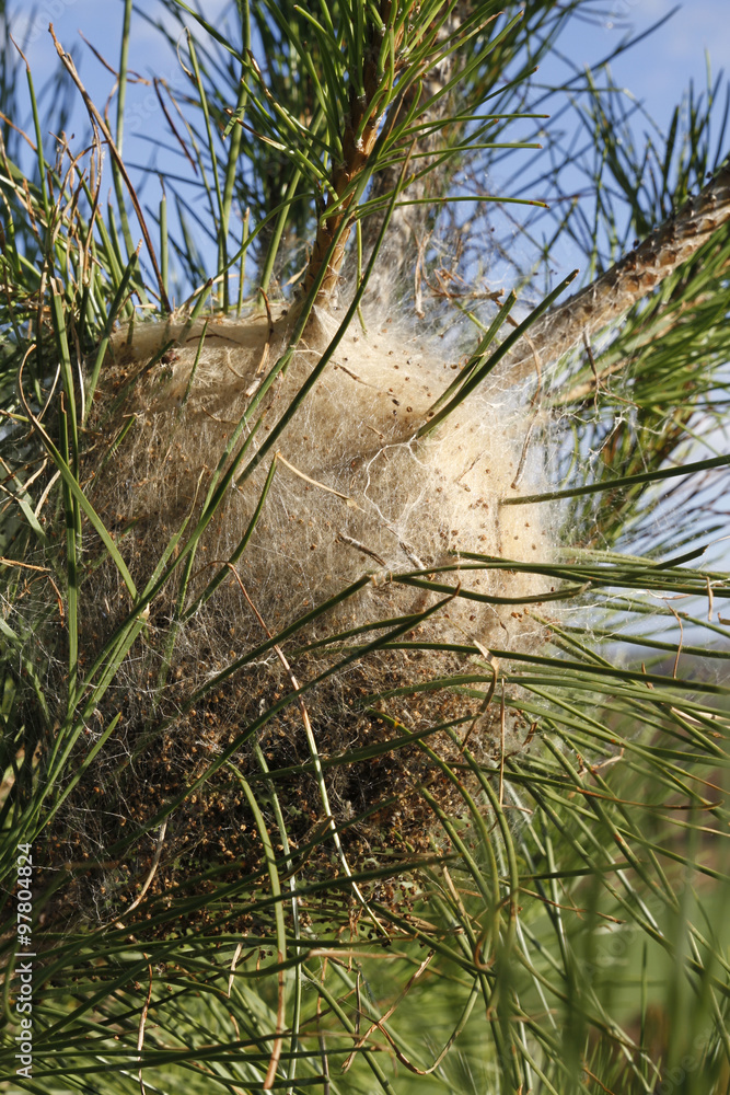Fototapeta premium nid de chenilles processionnaires du pin