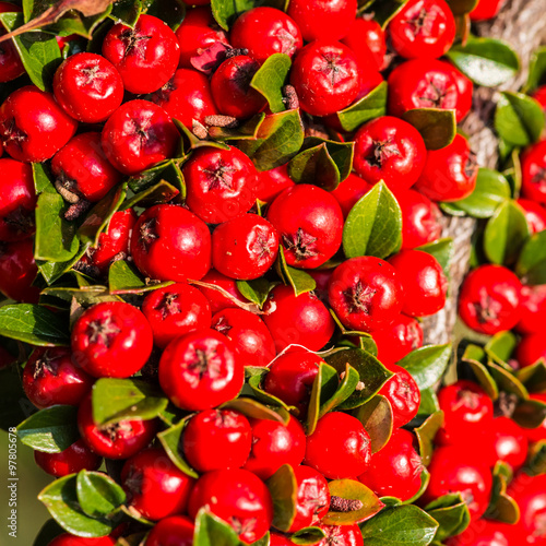 Cotoneaster Reds