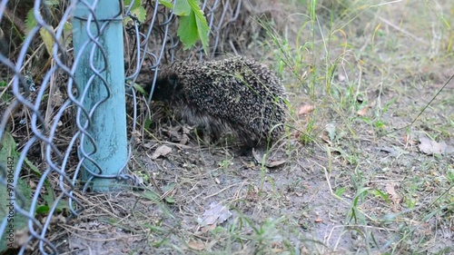 Young hedgehog comes through steel wire lattice fence