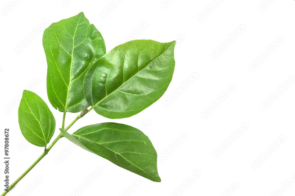 Macro, close-up green leaves isolated with white background Macro, close-up green leaves isolated with white background