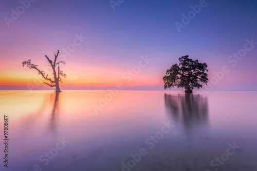 Twin tree standing on water during colorful sunset © zakies