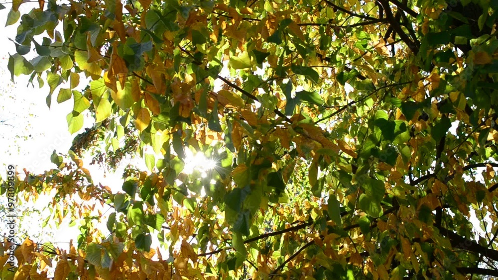 Sun rays come through yellow and green lime tree foliage Sun rays come through yellow and green lime tree foliage
