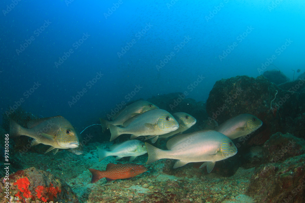 Tropical fish sea ocean coral reef underwater Tropical fish sea ocean coral reef underwater